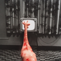 223_giraffa.jpg