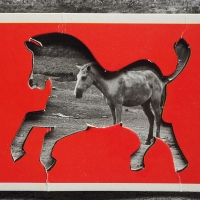 223_horse.jpg