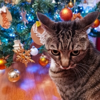 225_agata-e-lo-spirito-del-natale-briolotti-maria-luisa-.jpg