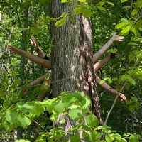 270_tree.jpg